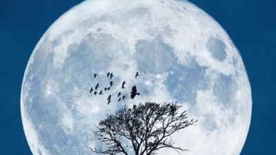 Featured image for Moondance